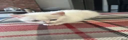 Mixed Breed cats for sale: Mixed breed kittens for sale in Chippenham - Advert 4