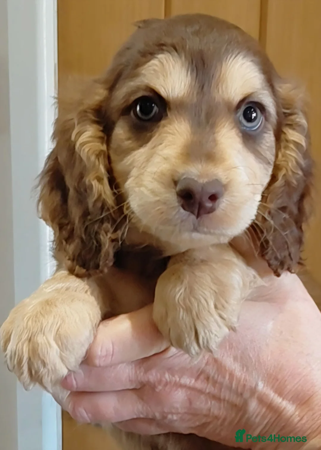 Cockapoo dogs for sale: Stunning Cockapoo from licensed home - Advert 1