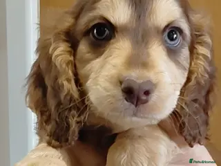 Cockapoo dogs Stunning Cockapoo from licensed home - Advert 1