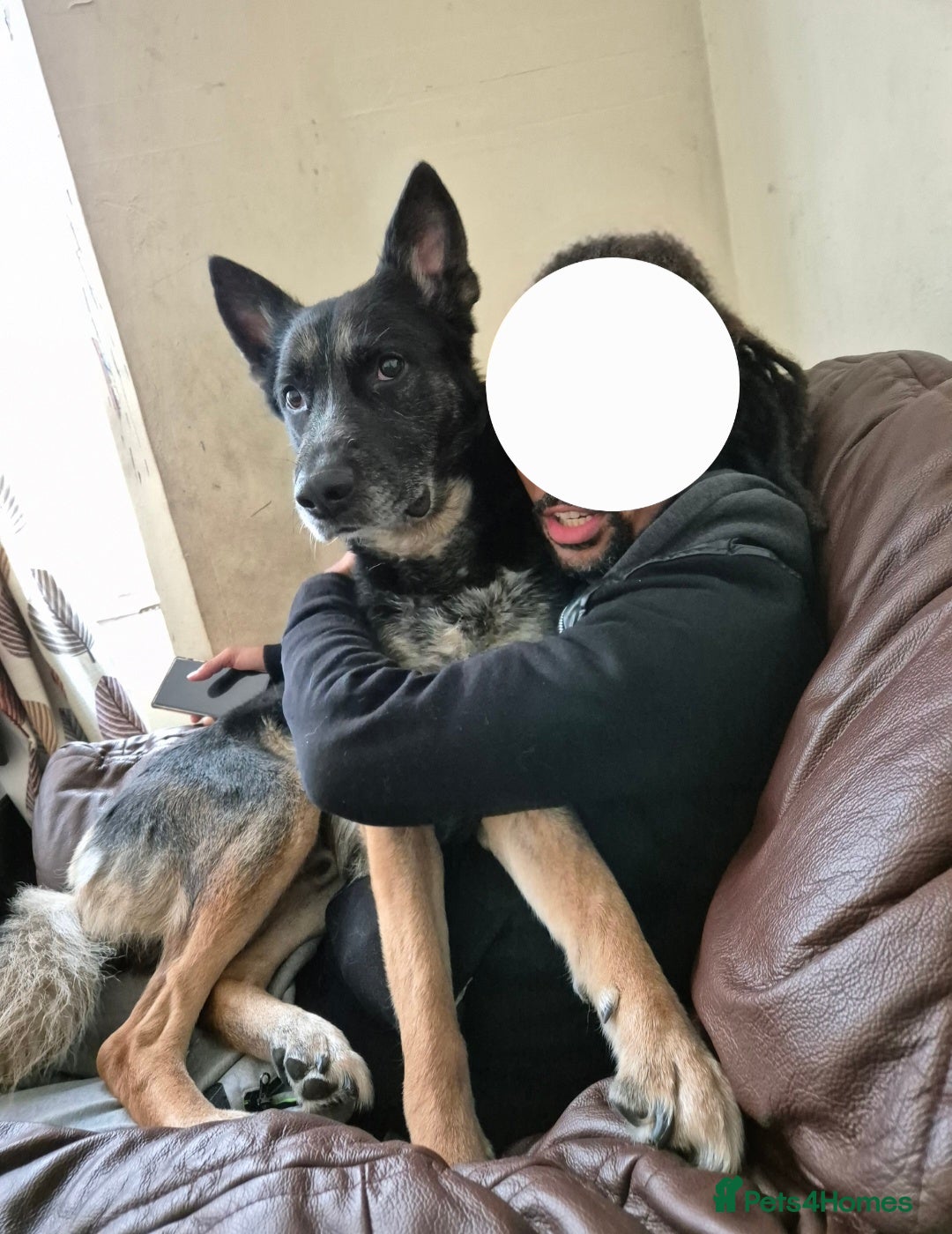 German Shepherd dogs for sale: Gsd x Rottweiler x Deerhound - Marley 💕 - Advert 2