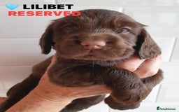 Cocker Spaniel dogs for sale: Stunning Blue/Liver Roan Cocker Spaniels Puppies  - Image 24