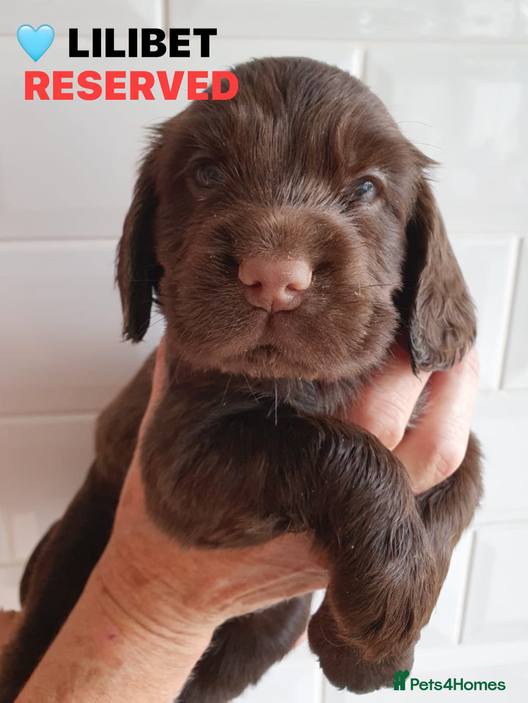 Cocker Spaniel dogs for sale: Stunning Blue/Liver Roan Cocker Spaniels Puppies  - Image 24