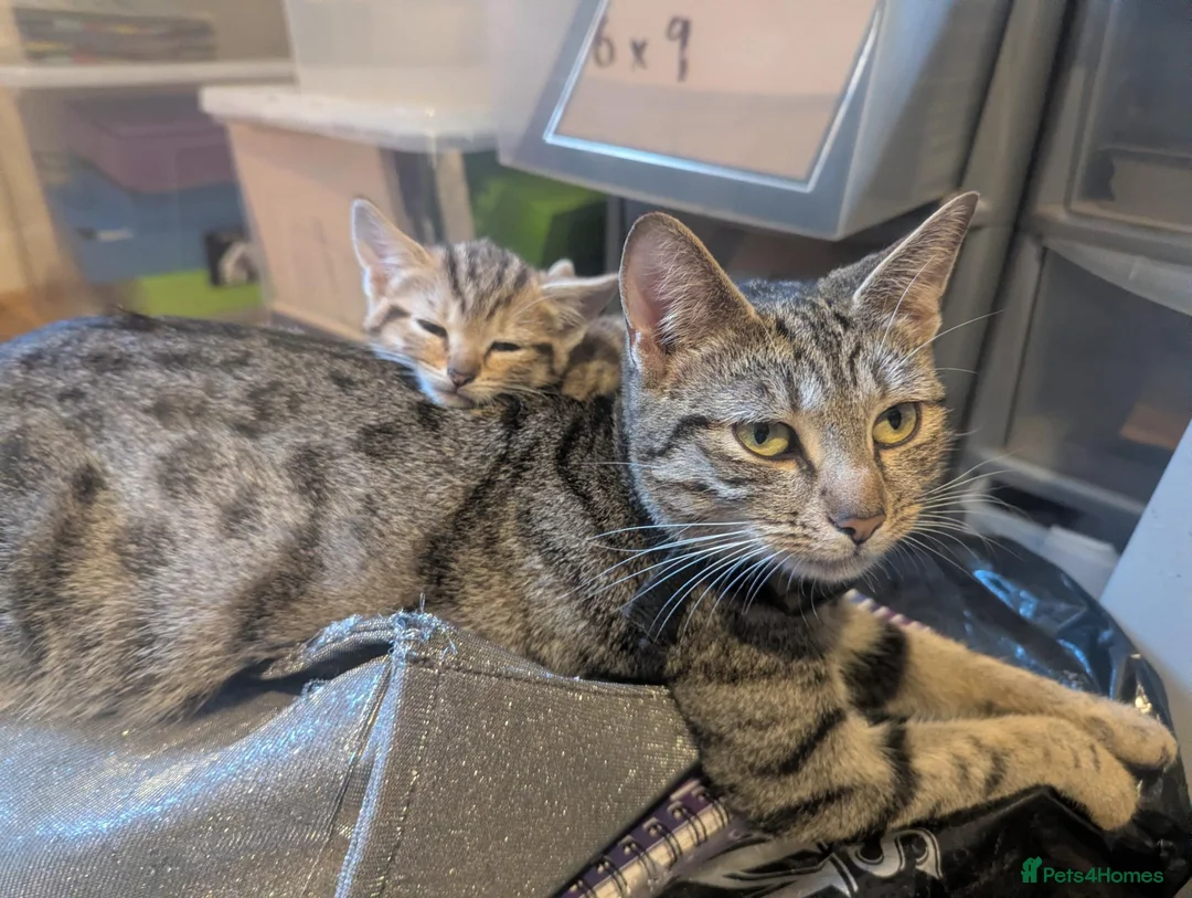 Mixed Breed cats for sale: Stunning Kittens Ready to Leave 30th September - Advert 21