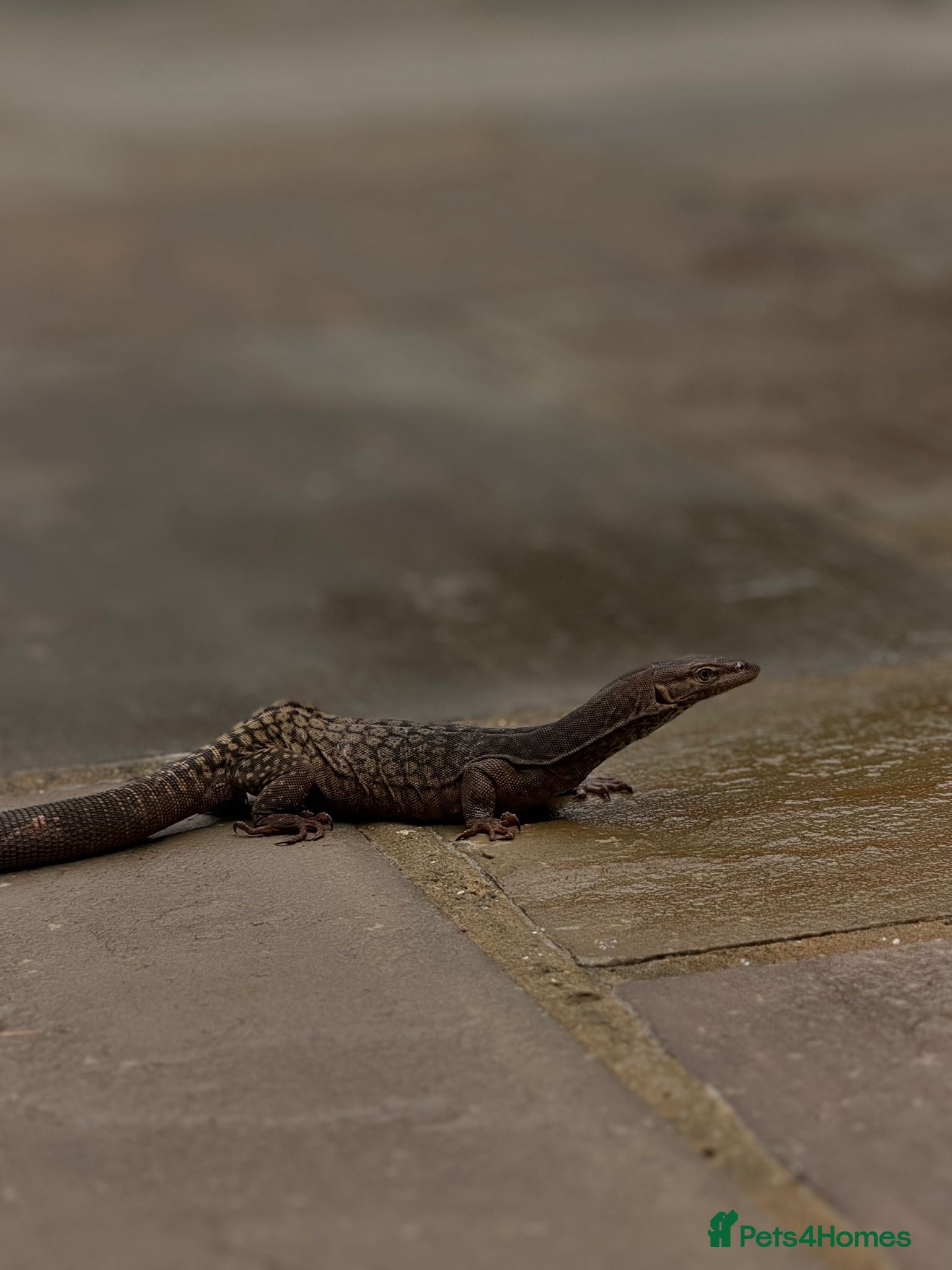 Monitor reptiles Varanus Tristis Tristis ( Black Headed Monitor ) - Advert 1