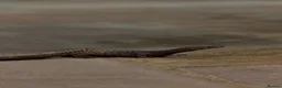 Monitor reptiles for sale: Varanus Tristis Tristis ( Black Headed Monitor ) - Advert 1