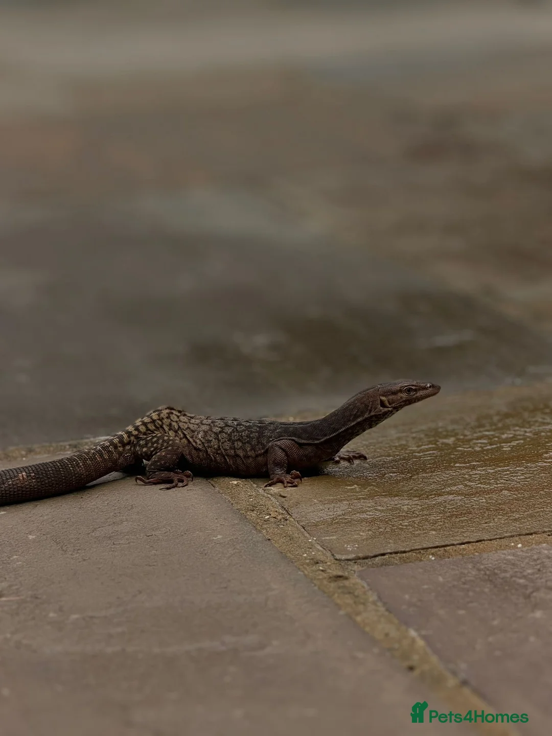 Monitor reptiles for sale: Varanus Tristis Tristis ( Black Headed Monitor ) - Advert 1