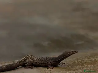Monitor reptiles Varanus Tristis Tristis Black Headed Monitor ) - Advert 1