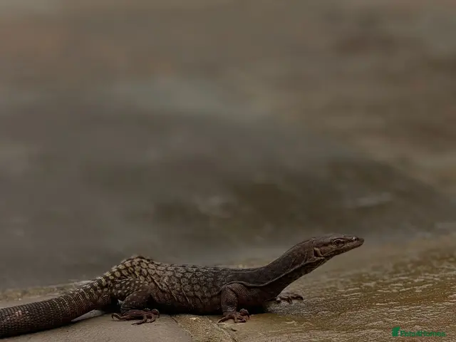 Monitor reptiles Varanus Tristis Tristis Black Headed Monitor ) - Advert 1