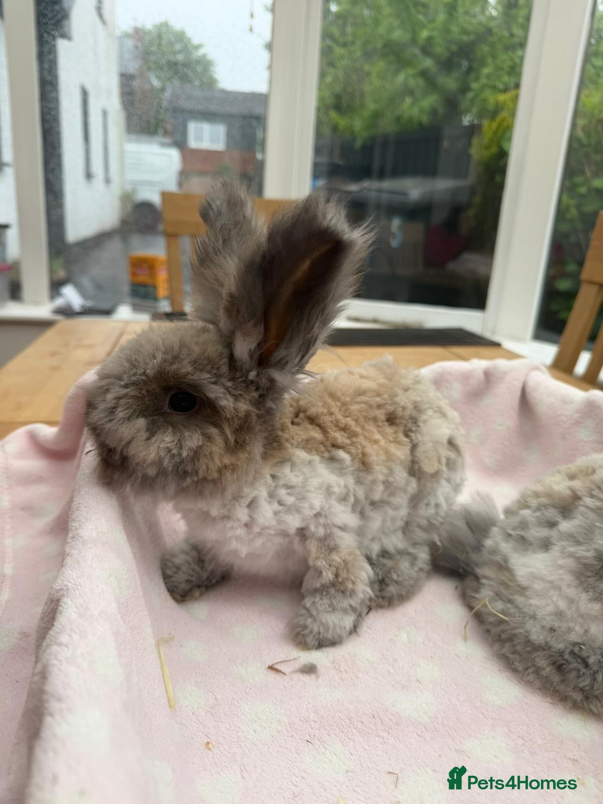 Angora rabbits Pure bred Angora bunnies £140 - Advert 4