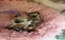 Siamese cats for sale: 2 male sealpoint siamese  - Image 2