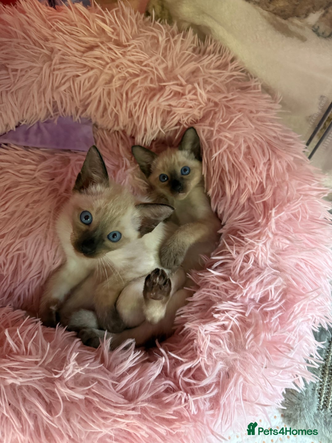 Siamese cats for sale: 2 male sealpoint siamese  - Image 2