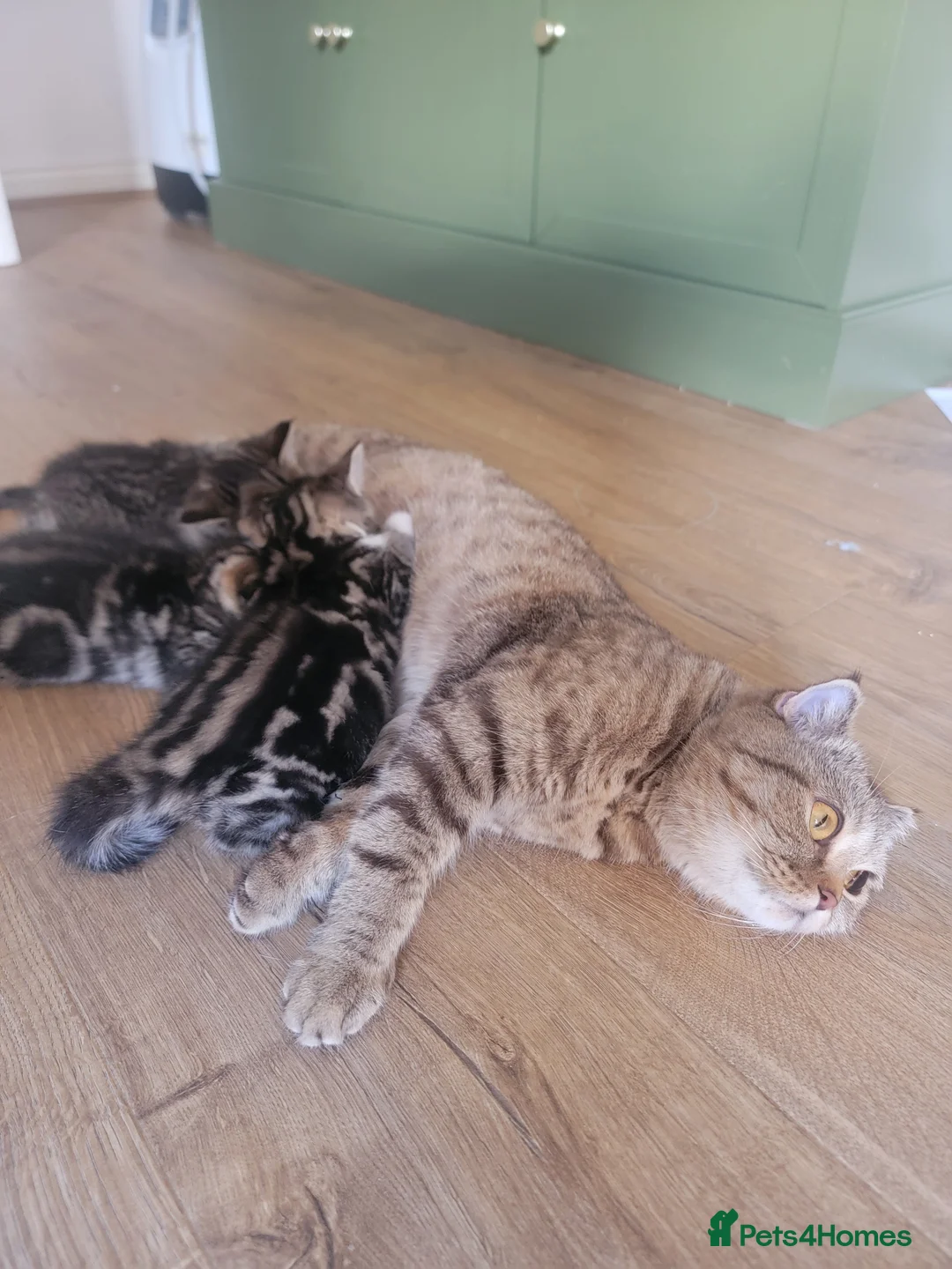 Scottish Fold cats for sale: Beautiful and healthy Scottish fold mixed - Advert 1