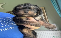 Yorkiepoo dogs for sale: 1x Yorkiepoo F2 Girl Puppy remaining  - Image 2