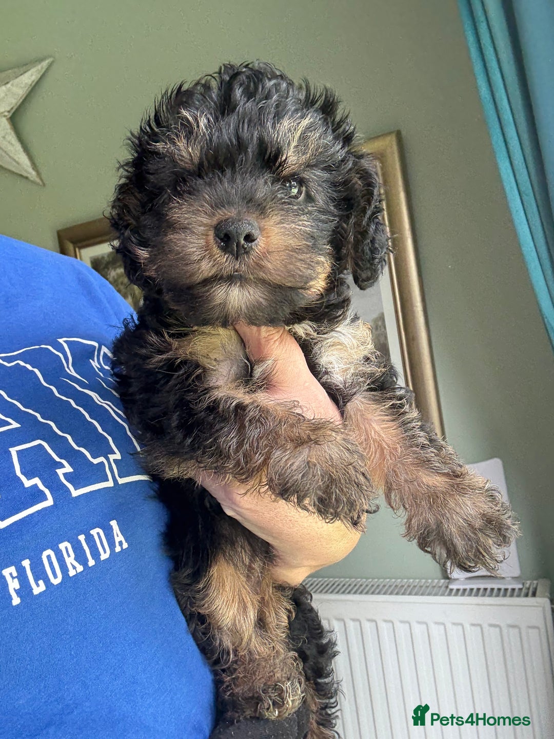 Yorkiepoo dogs for sale: 1x Yorkiepoo F2 Girl Puppy remaining  - Image 2