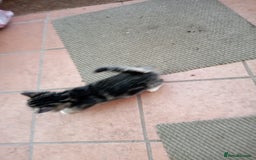 Mixed Breed cats for sale: 6 bonny kittens - Advert 4