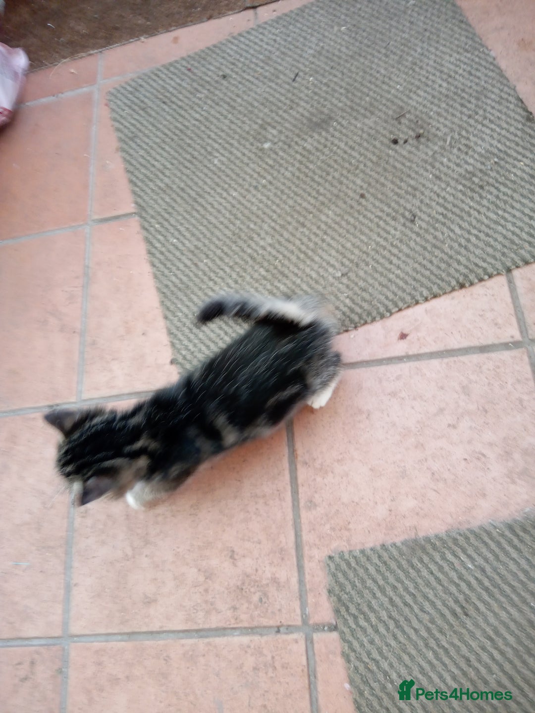 Mixed Breed cats for sale: 6 bonny kittens - Advert 4