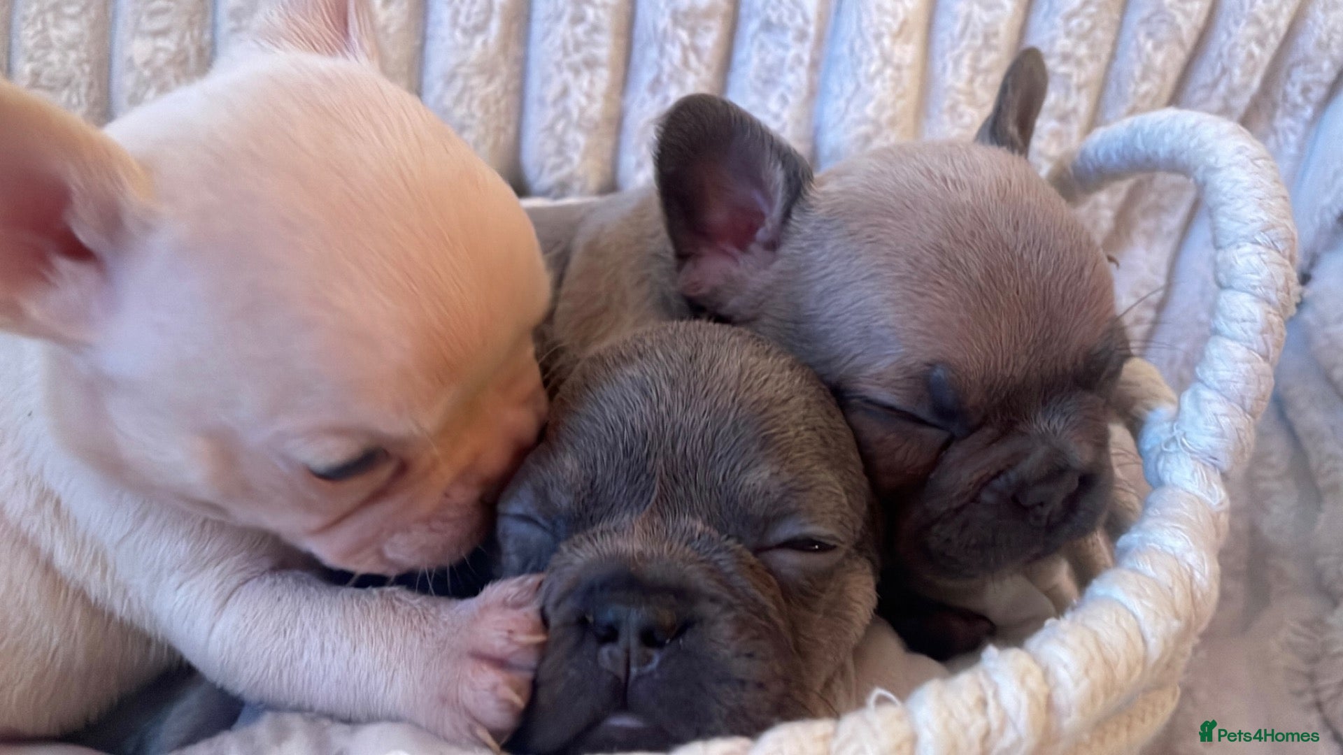 French Bulldog dogs for sale: Lilac/cream,platinum & fawn frenchie puppies - Advert 3