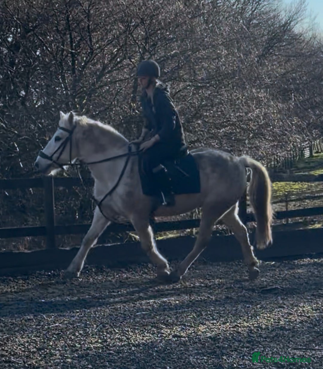 Connemara horses for sale: Lance The Legend - Advert 3