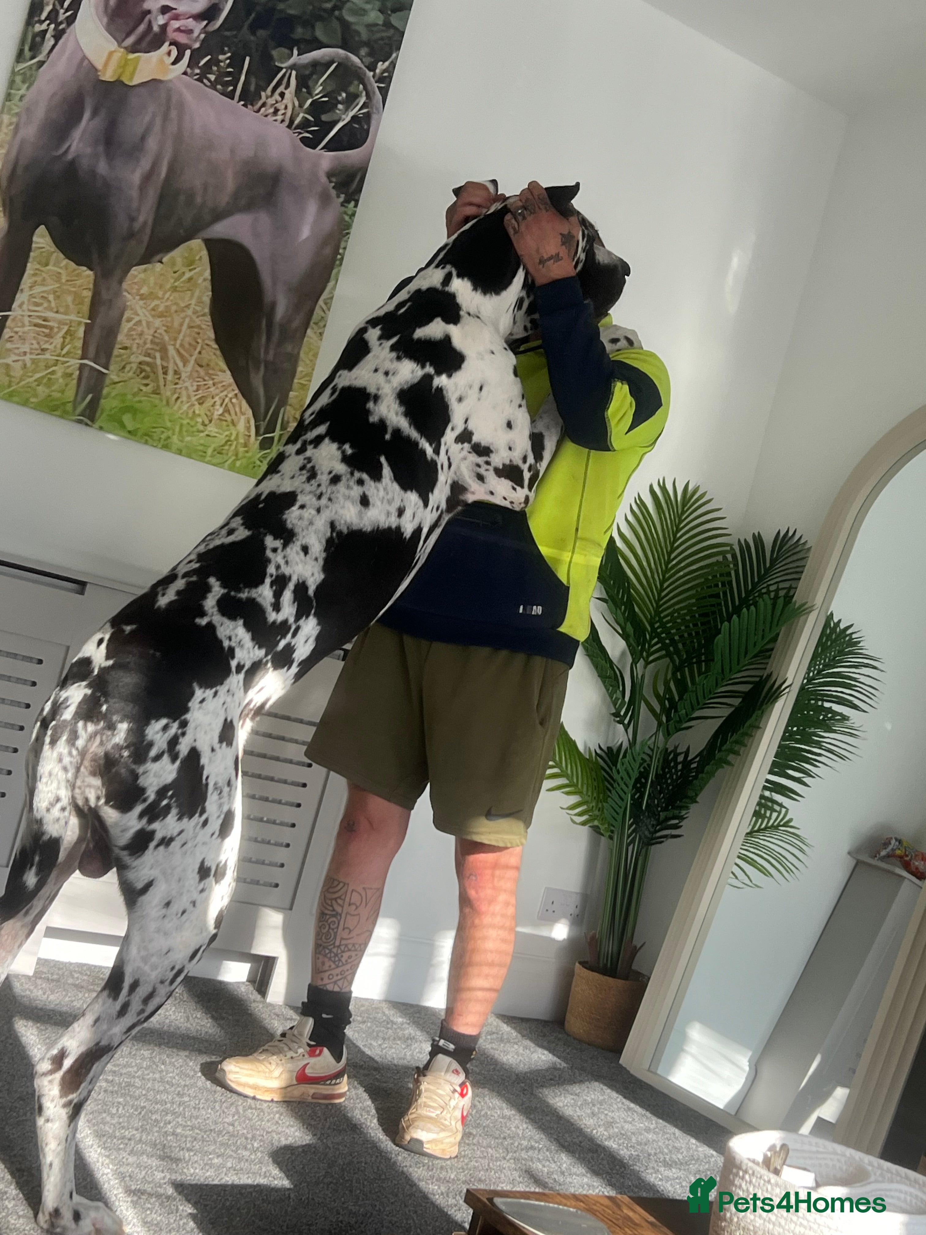 Great Dane dogs Great Dane harlequin for stud in Plymouth - Advert 1