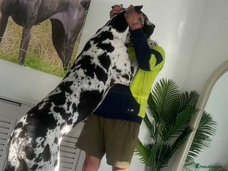 Great Dane dogs in Plymouth - Advert 2