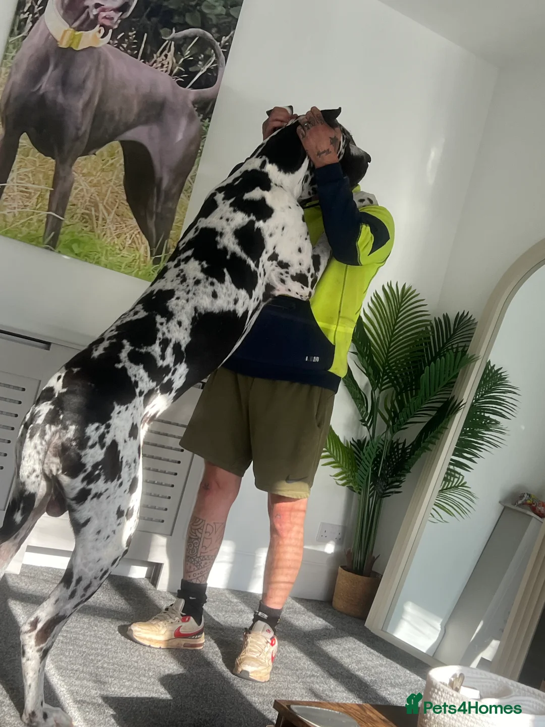 Great Dane dogs for stud: Great Dane harlequin for stud in Plymouth - Advert 1