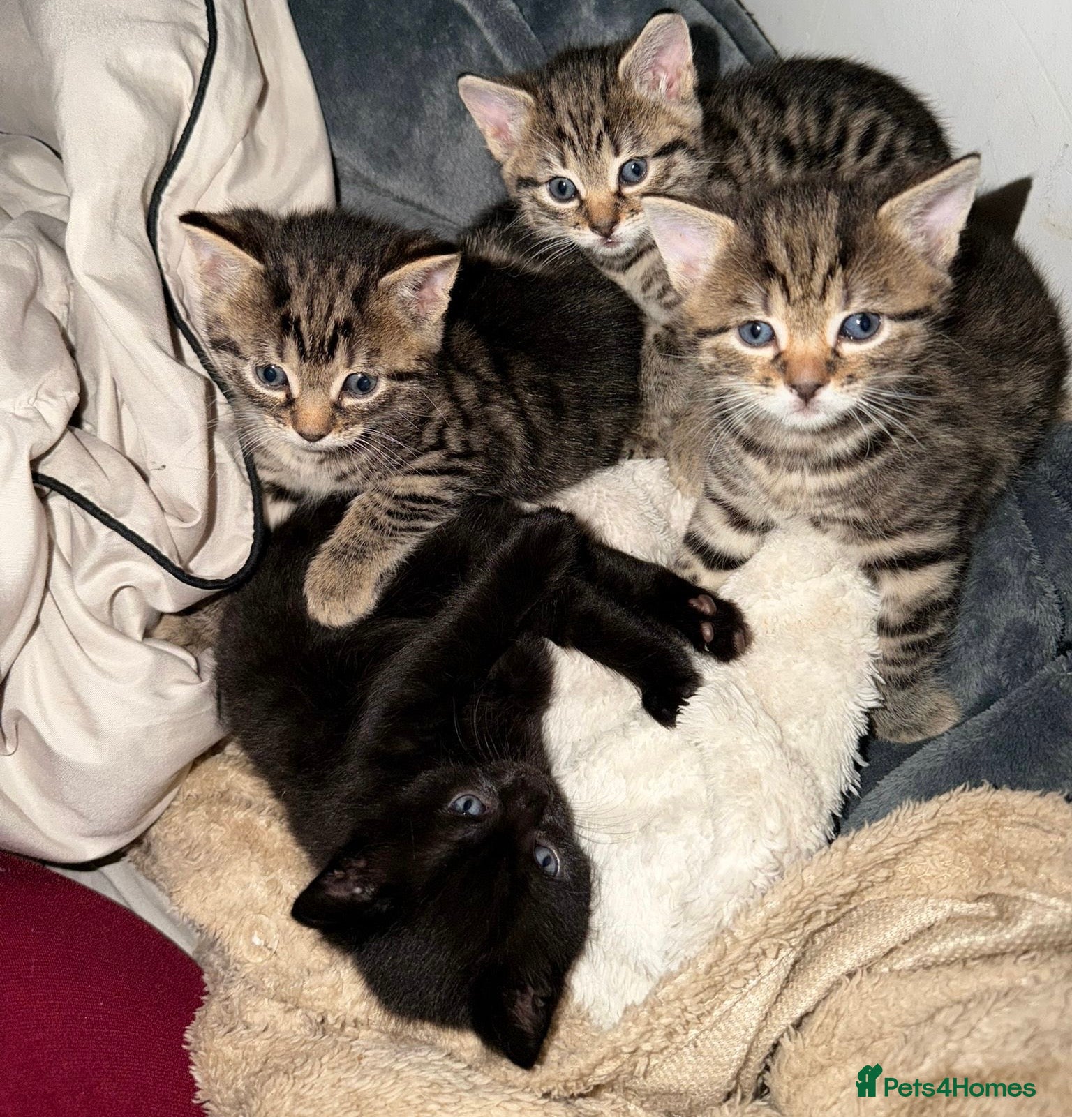 Mixed Breed cats 2 beautiful female kittens - Advert 2