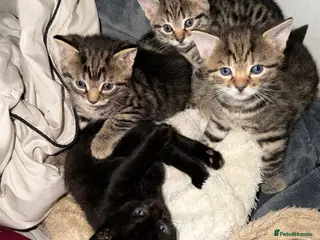 Mixed Breed cats 2 beautiful female kittens - Advert 2
