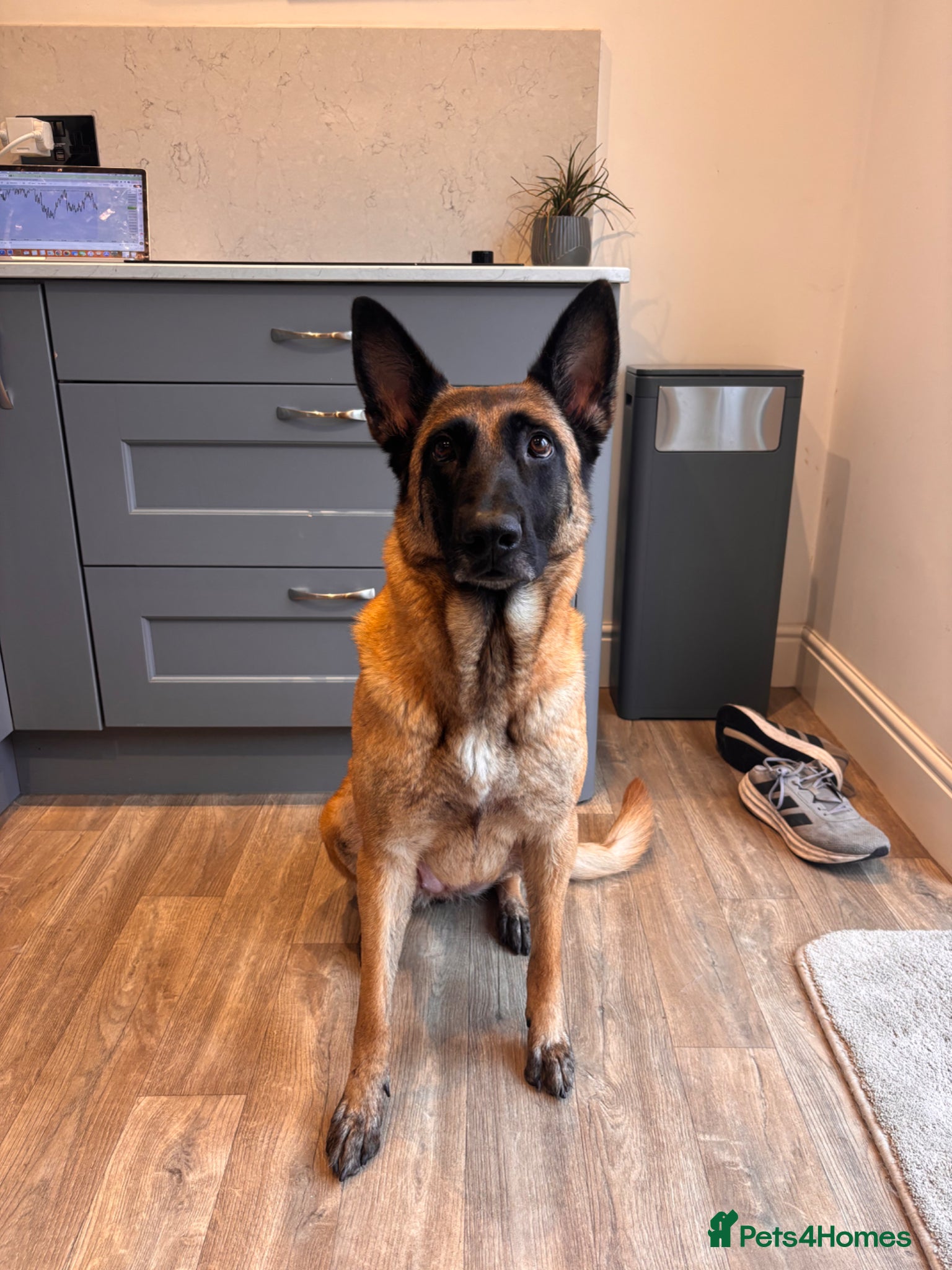 Mixed Breed dogs Malinois x GSD Puppies | Health Checked - Advert 1
