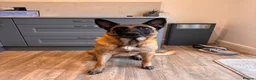 Mixed Breed dogs for sale: Malinois x GSD Puppies | Health Checked in Fleetwood - Advert 1
