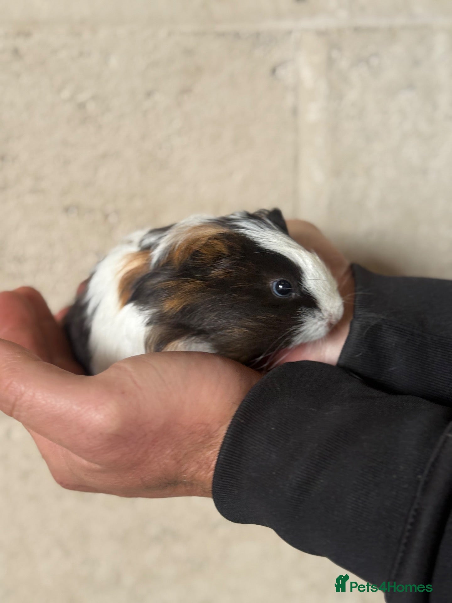 Guinea Pig rodents boar guinea pigs  - Advert 1