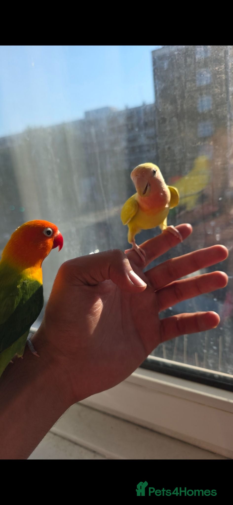 Lovebirds birds Tia a very cute and kind lovebird  - Advert 2