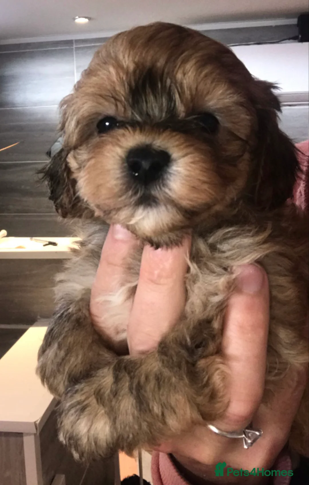 Shihpoo dogs for sale: WAITING LIST Toy shihpoo puppies  - Advert 1
