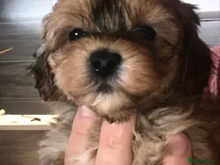 Shihpoo dogs WAITING LIST Toy shihpoo puppies - Advert 1