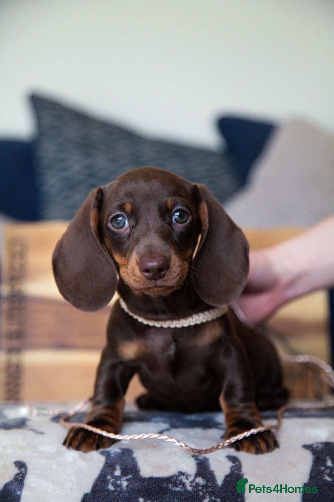 Miniature Dachshund dogs for sale: KC CHOCOLATE MINIATURE DACHSHUNDS -5 STAR LICENSED - Image 8