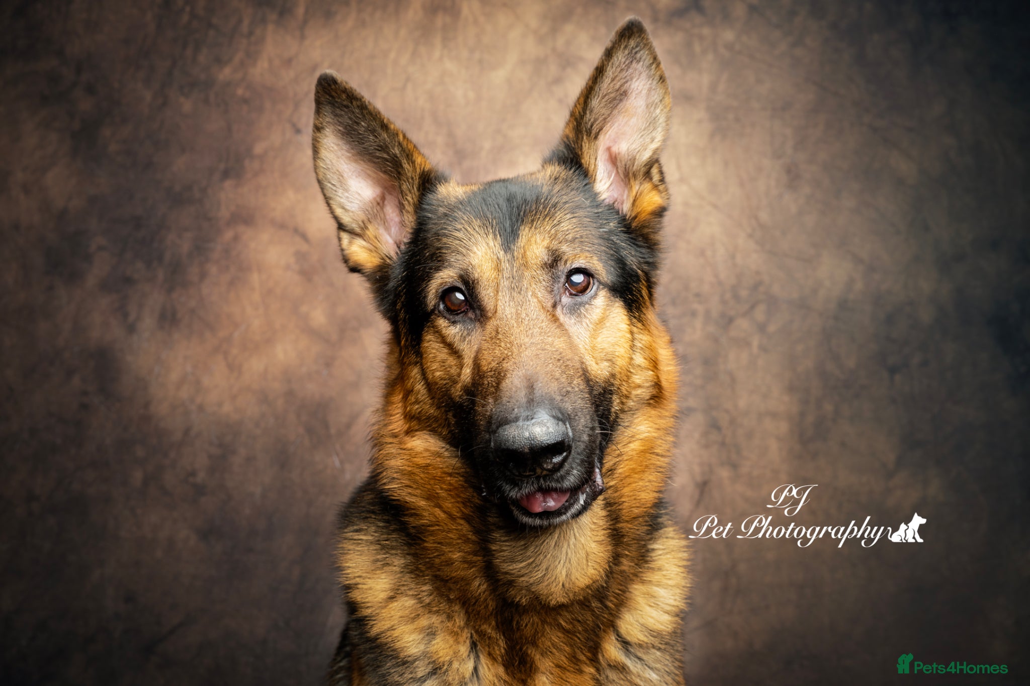 German Shepherd dogs Handsome GSD "Rafa" - 1st Time Stud. 📍Northwest - Advert 1