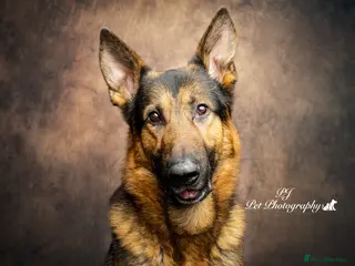 German Shepherd dogs Handsome GSD "Rafa" - 1st Time Stud. 📍Northwest - Advert 1