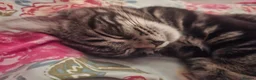 Mixed Breed cats for sale: Looking for a Good home for my Tabby Male Kitten  in Banbury - Advert 5