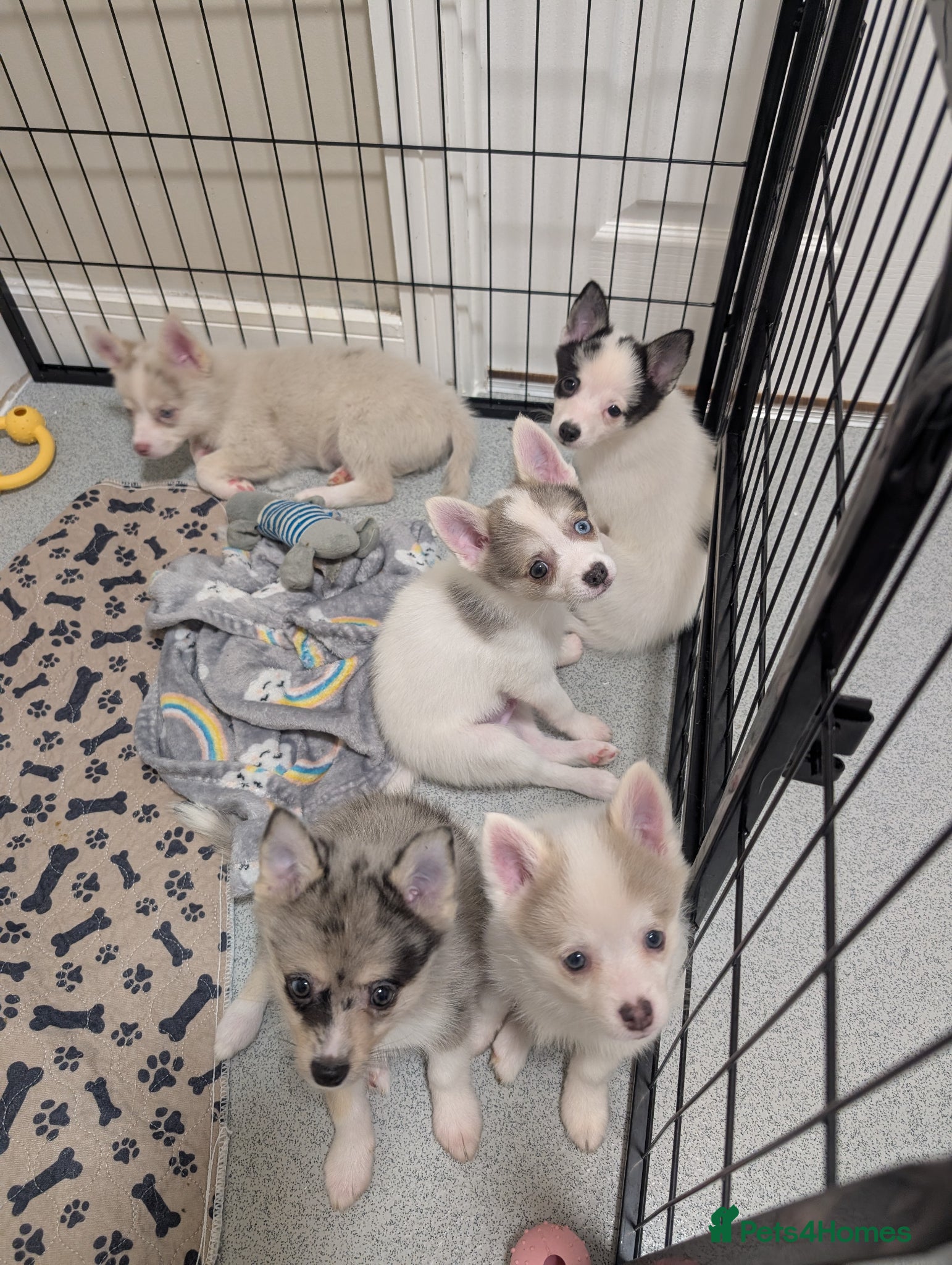 Pomsky dogs Ready to go Stunning F3 Pomsky Puppies Rare Colors - Advert 5