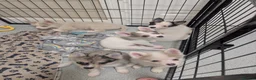 Pomsky dogs for sale: Stunning F3 Pomsky Puppies! - Advert 11