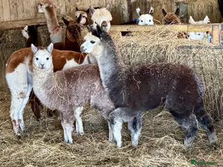 Alpaca livestock Alpaca Cria’s females - Advert 5