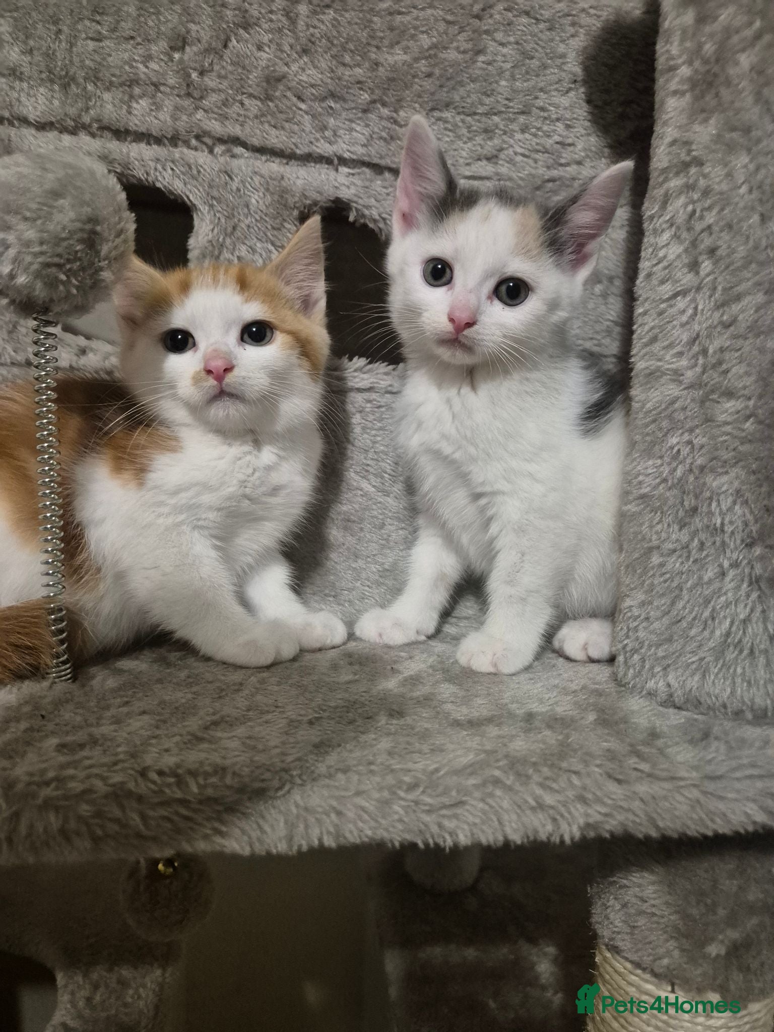 Mixed Breed cats Gorgeous kittens  - Advert 6