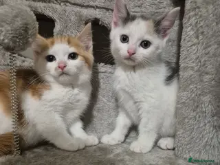 Mixed Breed cats Gorgeous kittens - Advert 11