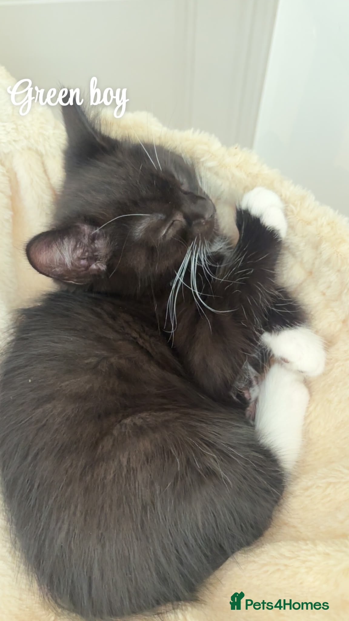 British Longhair cats Adorable British x longhair kittens 🐾 🐱  - Advert 15