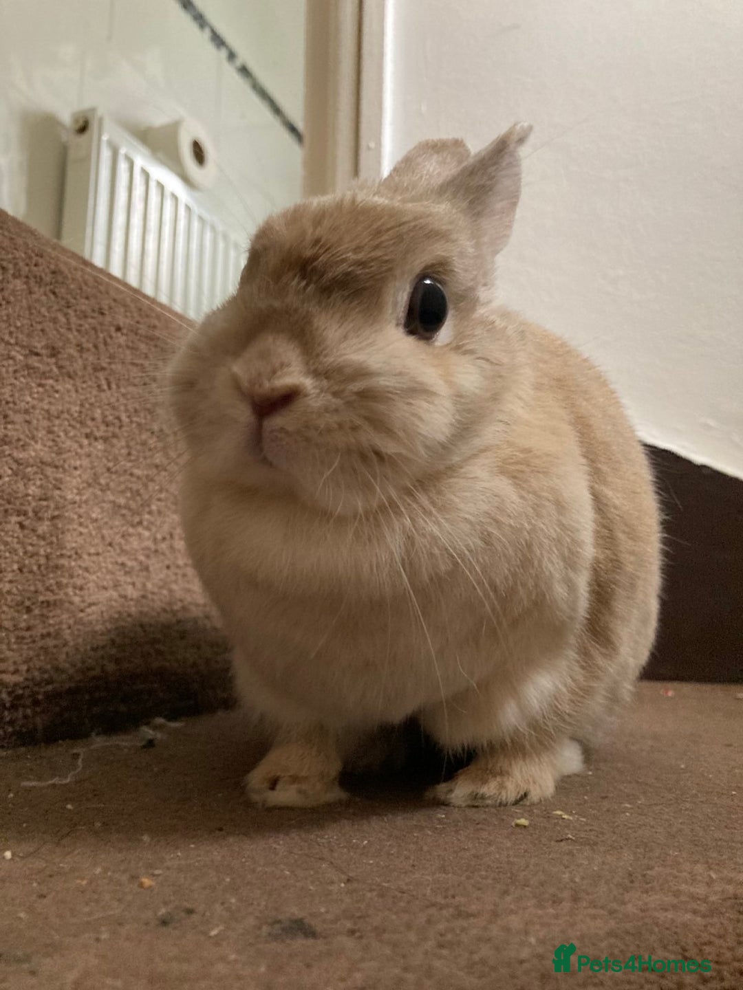 Netherland Dwarf rabbits for sale: Browny Dwarf Rabbit (URGENT) - Image 5