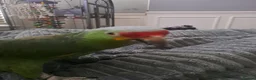 Parrots birds for sale: Red Lored Amazon - Advert 10