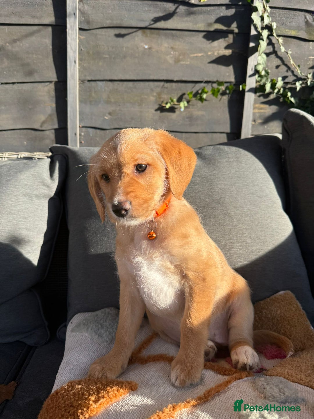 Australian Labradoodle dogs for sale: Australian Labradoodle Puppies F1b - Advert 8