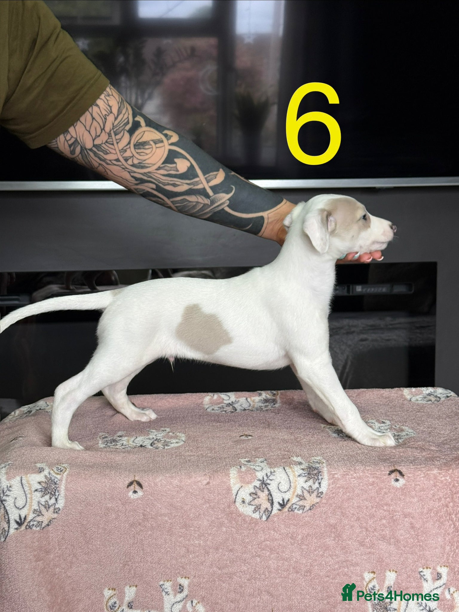 Whippet dogs READY NOW- Health checked  UNIQUE WHIPPETS  - Advert 2
