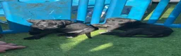 Cane Corso dogs for sale: cane corso pups - Advert 5