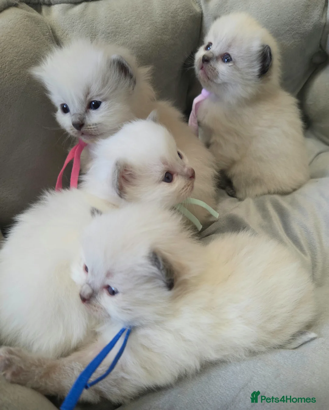 Ragdoll cats for sale: Gccf registered ragdoll kittens  - Advert 2