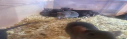 Rat rodents for sale: Male and female rats ready for their forever home - Advert 2